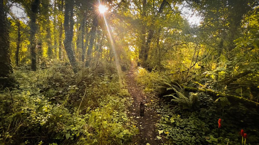 Balade d’automne guidée